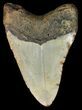 Bargain Megalodon Tooth - North Carolina #45505-1